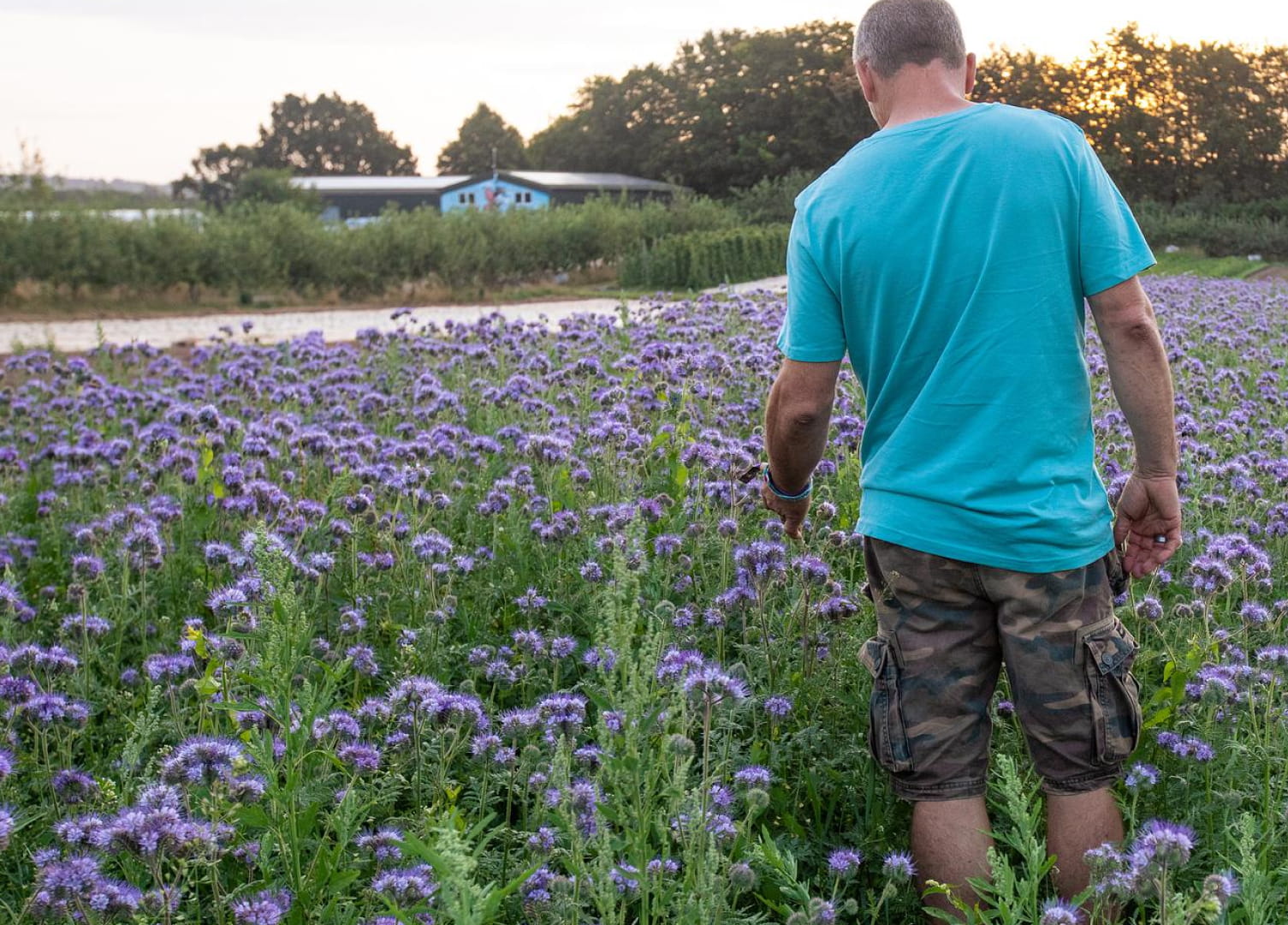 A man walking through a field of flowers