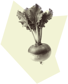 Vegetable